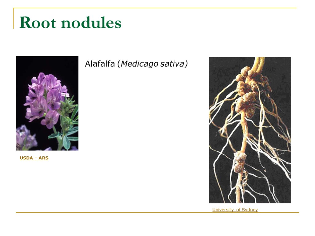 University of Sydney Root nodules
